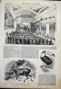 Old Antique Print Pottinger Manchester Moose Deer Surrey Toucan Zoo 1844 19th