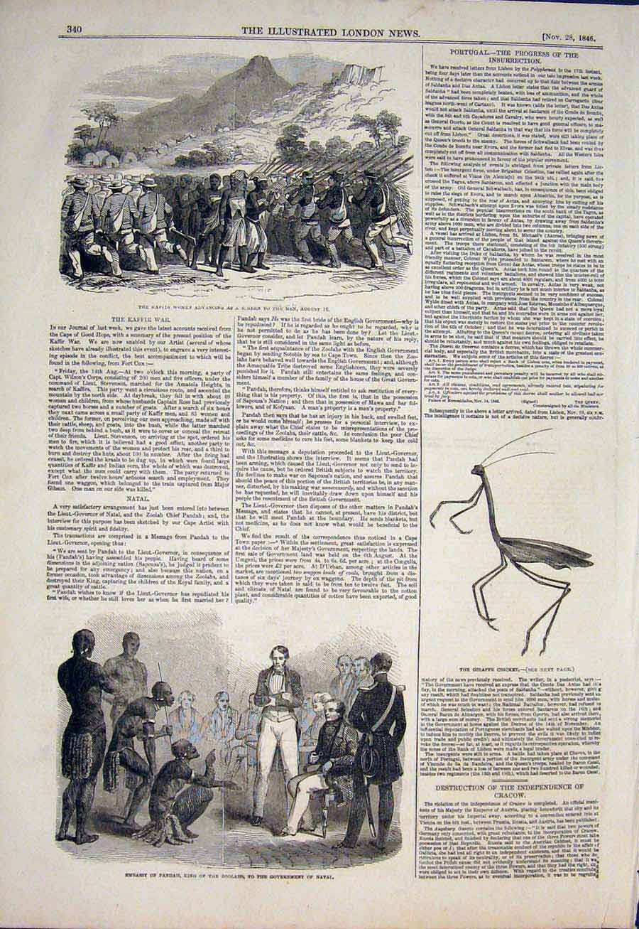 Original Old Antique Print Kaffir War Africa Zulu Natal Giraffe Cricket Mantis