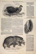 Original Old Antique Print Impeyan Pheasant Swallow Bird Jaguar Suffolk 1847