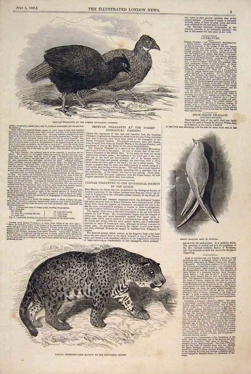 Original Old Antique Print Impeyan Pheasant Swallow Bird Jaguar Suffolk 1847