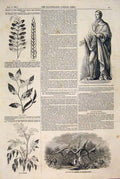 Old Antique Print Lough Statue Prince Albert Blight Wheat Bean Potato Oak