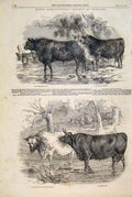 Old Antique Print Royal Agricultural Society Cattle Hereford Short Horns