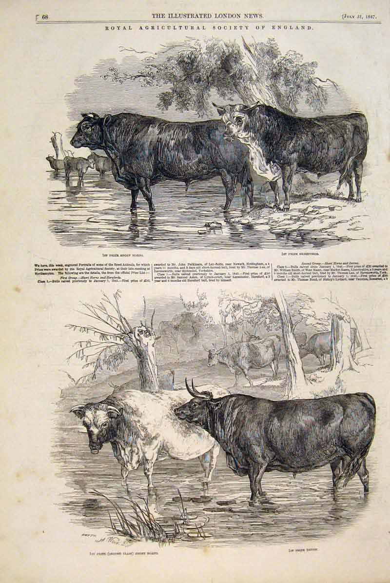 Old Antique Print Royal Agricultural Society Cattle Hereford Short Horns