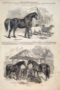 Old Antique Print Notrhampton Weir Stallion Horses Mares Foal Sheep 1847 19th
