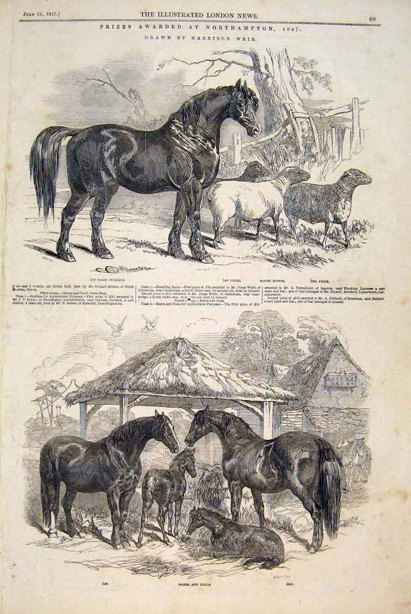 Old Antique Print Notrhampton Weir Stallion Horses Mares Foal Sheep 1847 19th