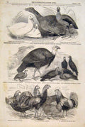 Old Antique Print Prize Poultry Xoo London Turkey Goose Fowl Chicken 1847 19th