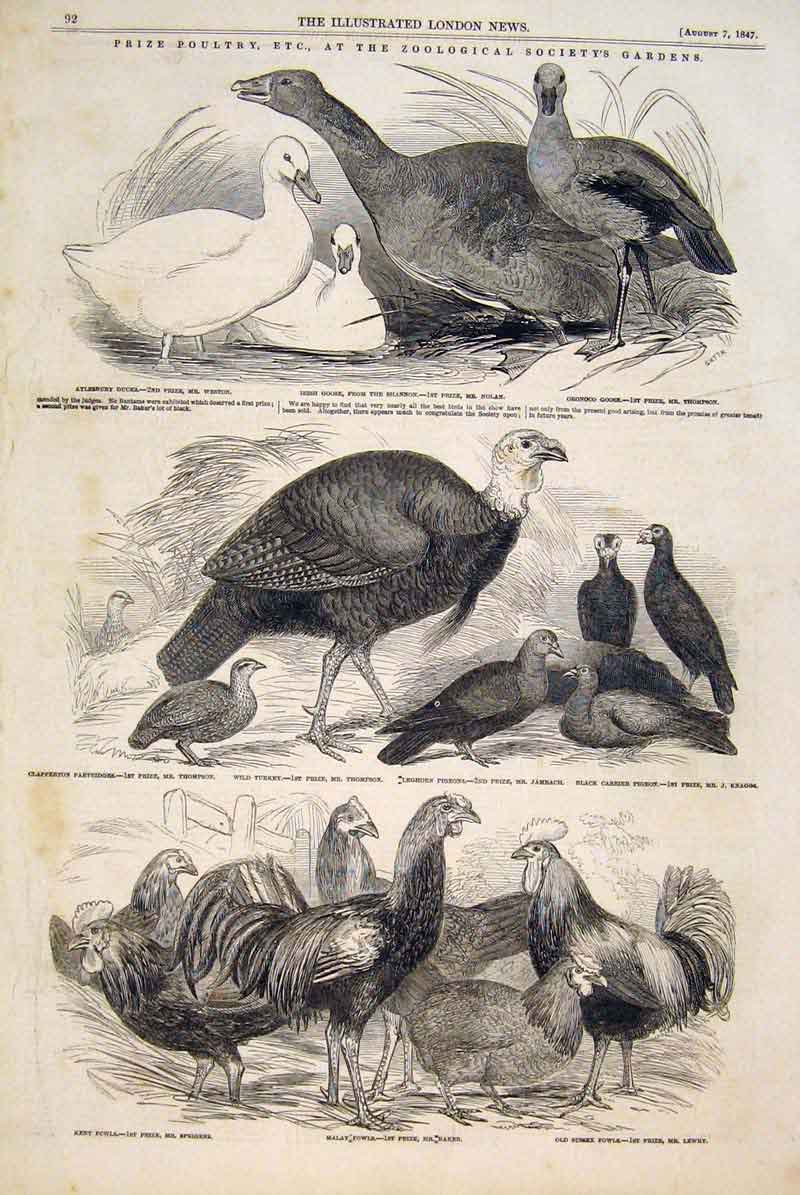 Old Antique Print Prize Poultry Xoo London Turkey Goose Fowl Chicken 1847 19th
