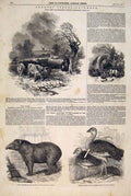 Original Old Antique Print Woolwa Indian Bluefields River Mosquitia Council 1847