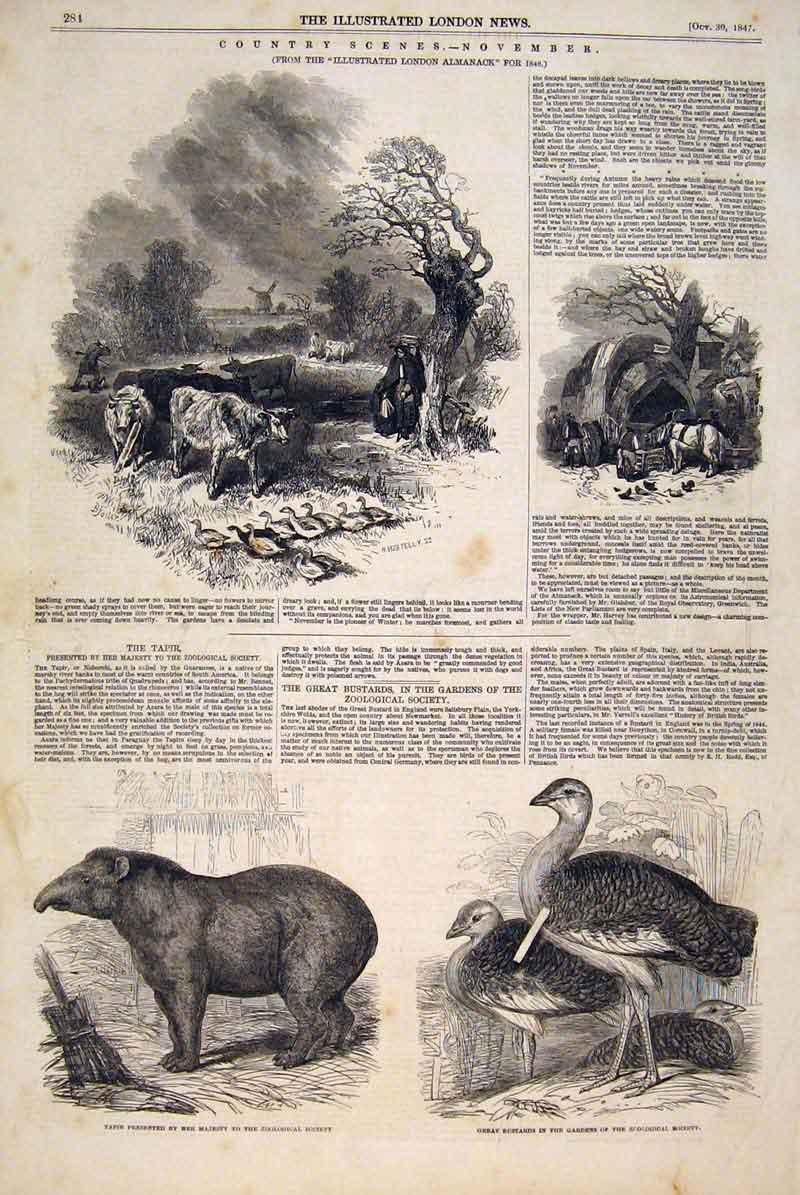 Original Old Antique Print Woolwa Indian Bluefields River Mosquitia Council 1847