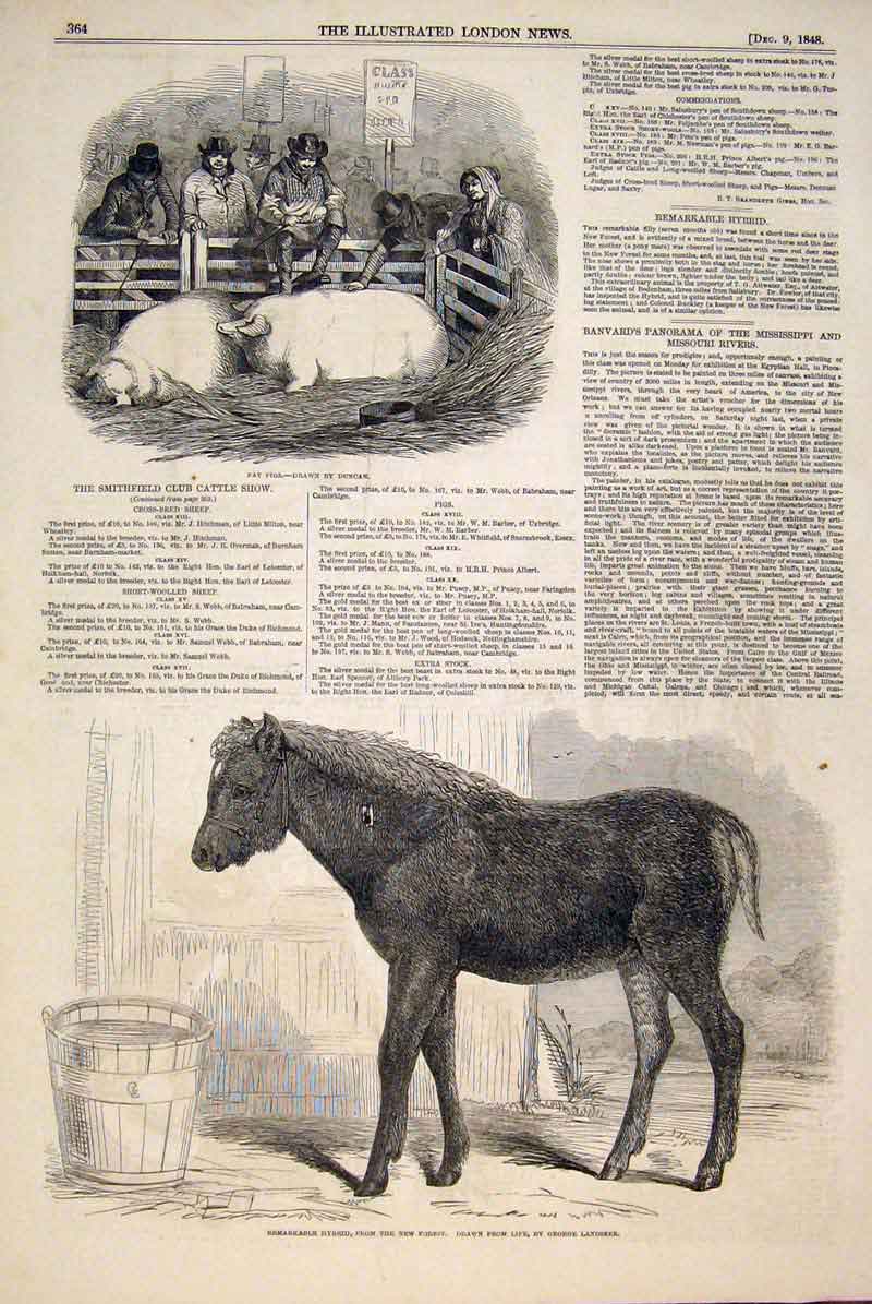 Original Old Antique Print Smithfield Cattle Club Show Pigs Duncan Pony Landseer