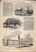 Original Old Antique Print Leucoryx Zoo Red Hog Guy'S Hospital Southwark London