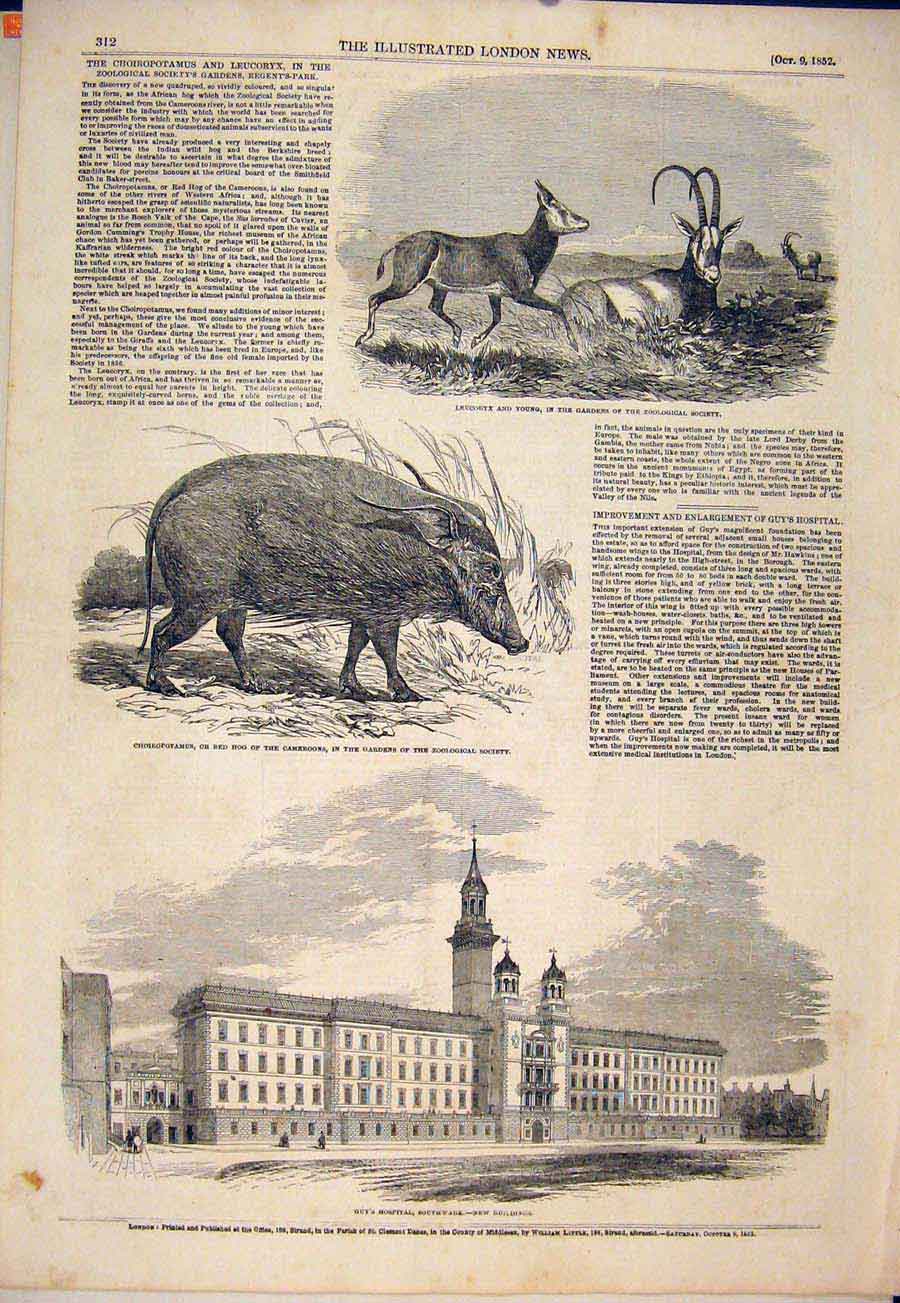 Original Old Antique Print Leucoryx Zoo Red Hog Guy'S Hospital Southwark London