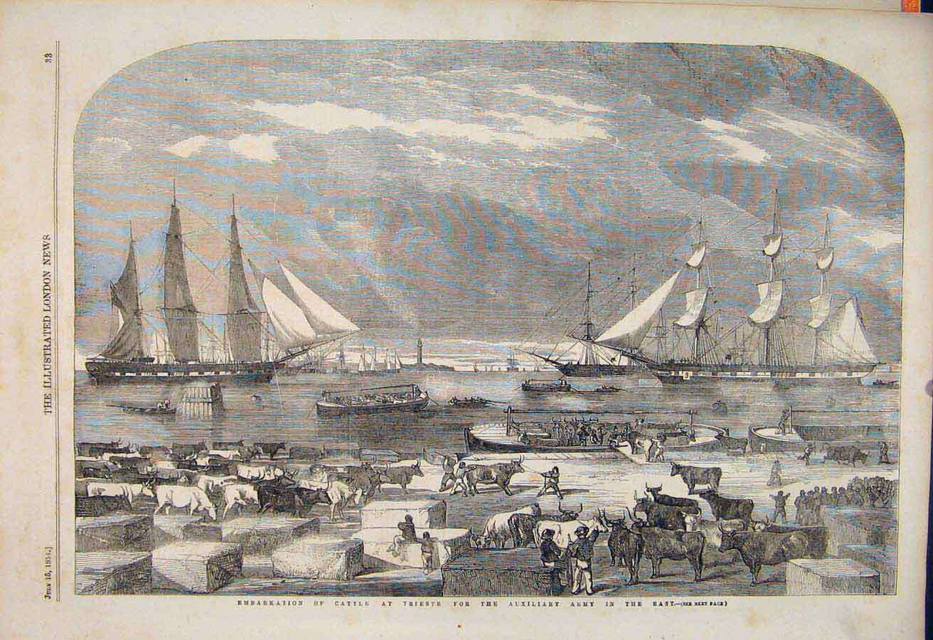 Original Old Antique Print Cattle Trieste Auxillery Army Military 1854 Victorian