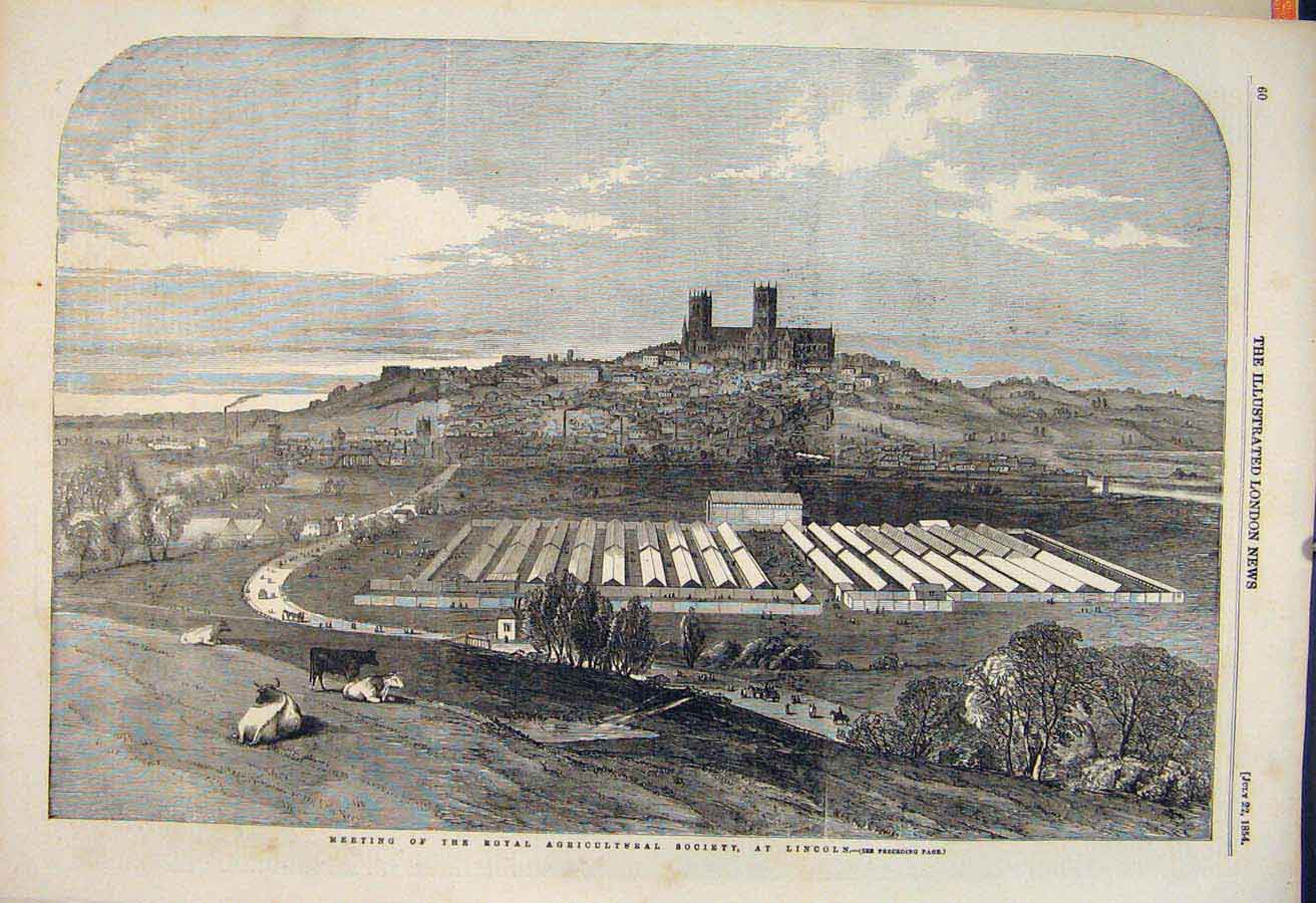 Original Old Antique Print Royal Agricultural Society Lincoln Cattle Show 1854