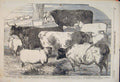 Original Old Antique Print Cattle Royal Agricultural Society Lincoln Sheep Weir