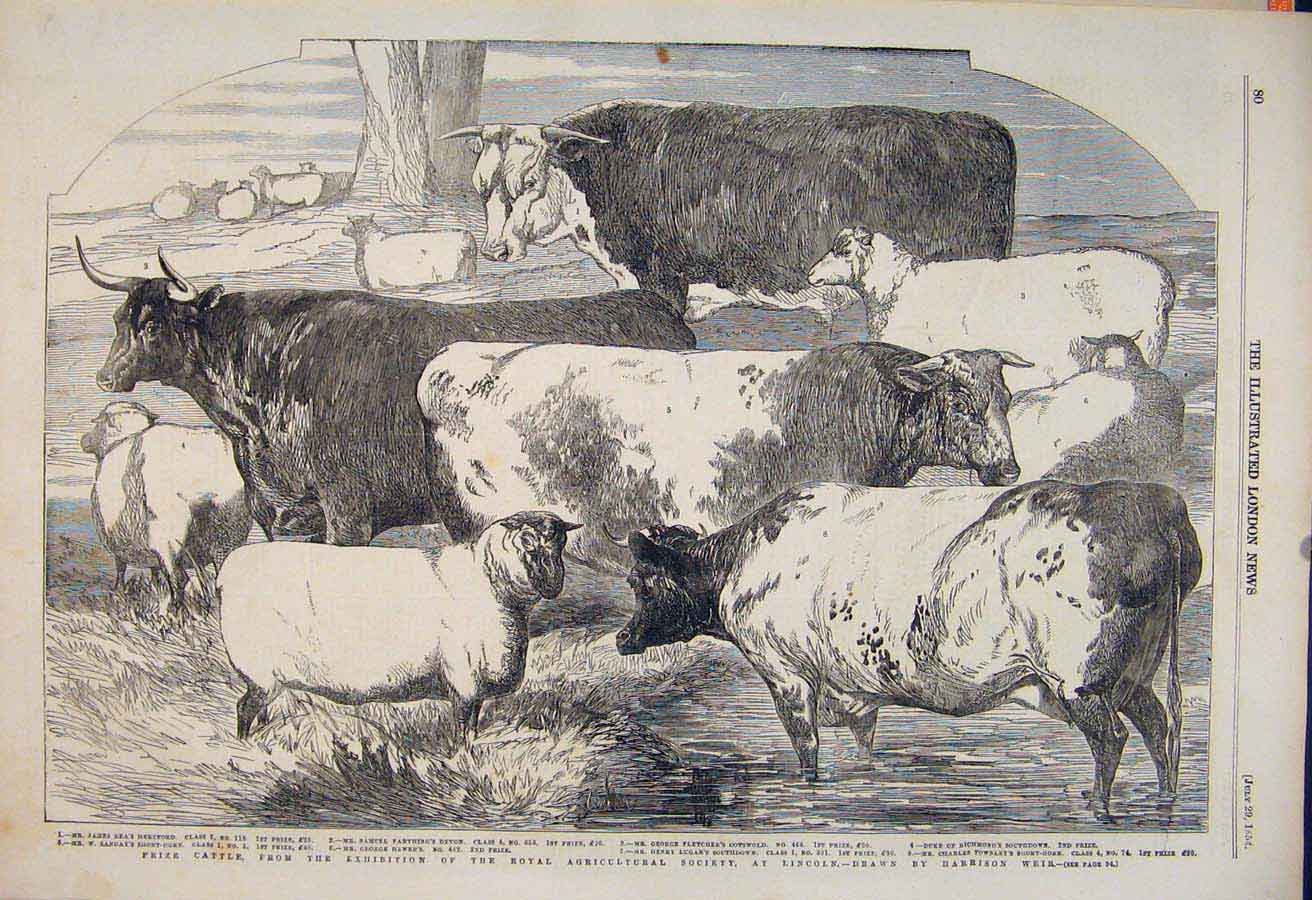 Original Old Antique Print Cattle Royal Agricultural Society Lincoln Sheep Weir