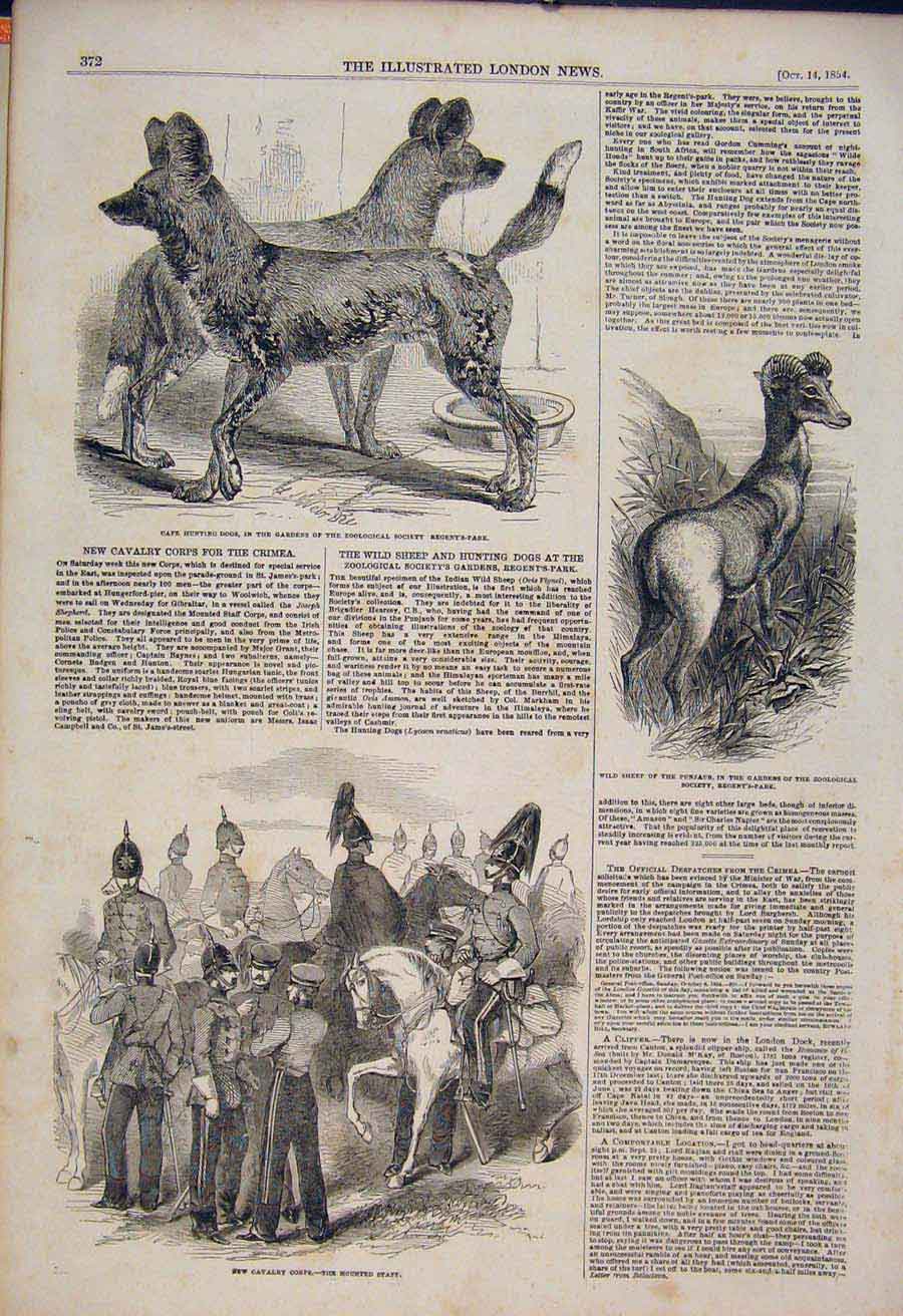 Original Old Antique Print Hunting Dogs Zoo Sheep Punjaub Cavalry Corps 1854