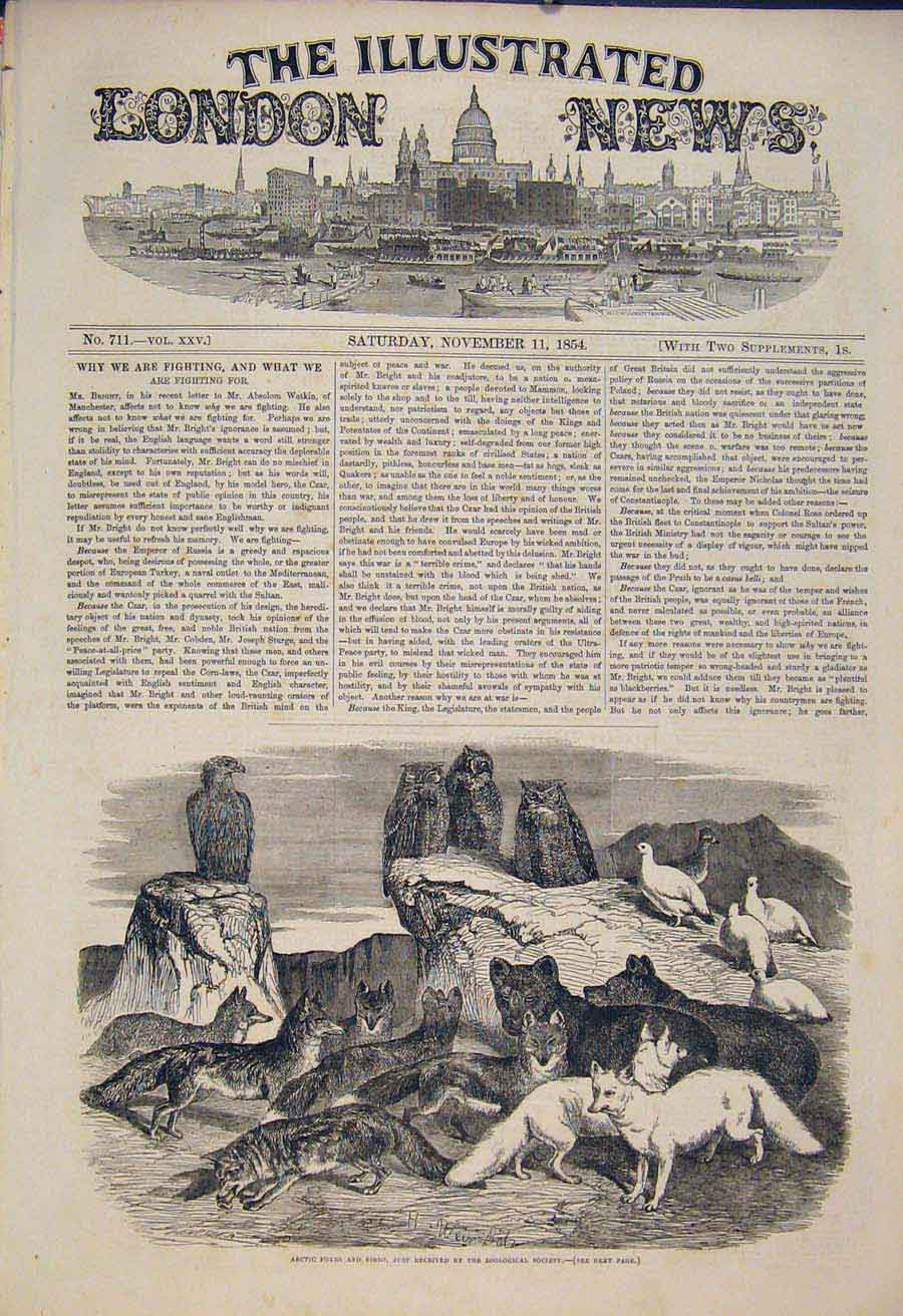 Original Old Antique Print Arctic Foxes Fox Bird Birds Zoo London Owl 1854 19th