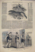 Original Old Antique Print Tiger Tigers Zoo London Westminster Theatre 1854 19th