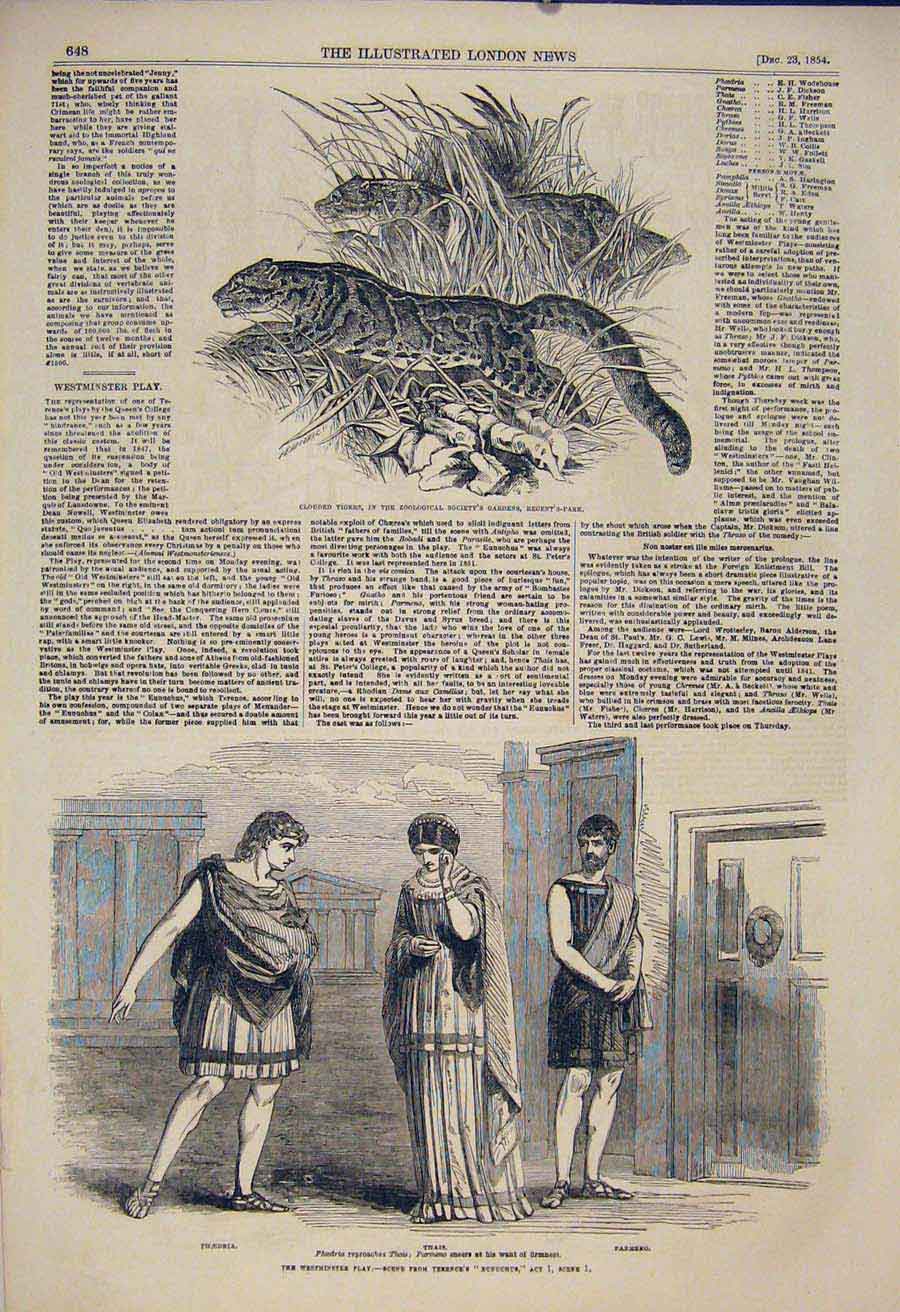Original Old Antique Print Tiger Tigers Zoo London Westminster Theatre 1854 19th