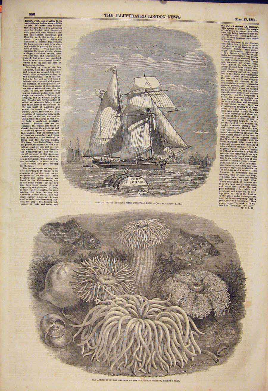 Old Antique Print Spanish Vessel Christmas Fruit Sea Anemones Zoo London