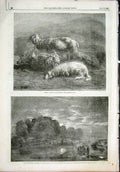 Original Old Antique Print Sheep Bonheur Harvest Moon Duncan Lauder Goodall Art