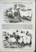 Original Old Antique Print Carlisle Agricultural Society Sheep Ram Ewes 1855