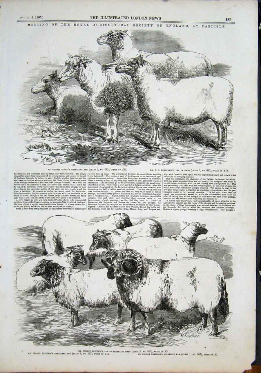 Original Old Antique Print Carlisle Agricultural Society Sheep Ram Ewes 1855