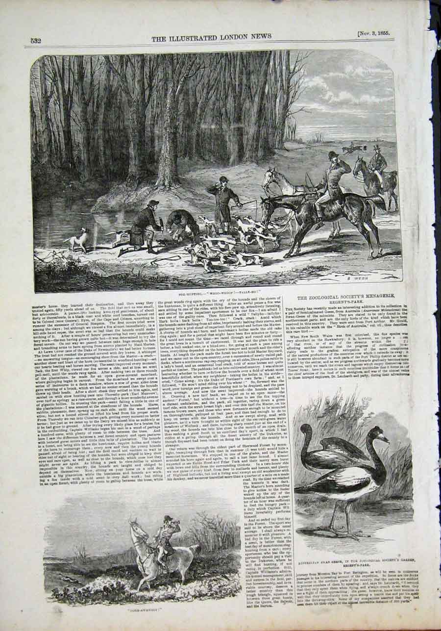 Old Antique Print Fox Hunting Hunt Hounds Australian Swan Geese Zoo 1855 19th