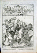 Original Old Antique Print Birmingham Poultry Show Chickens Pigeons 1855 19th