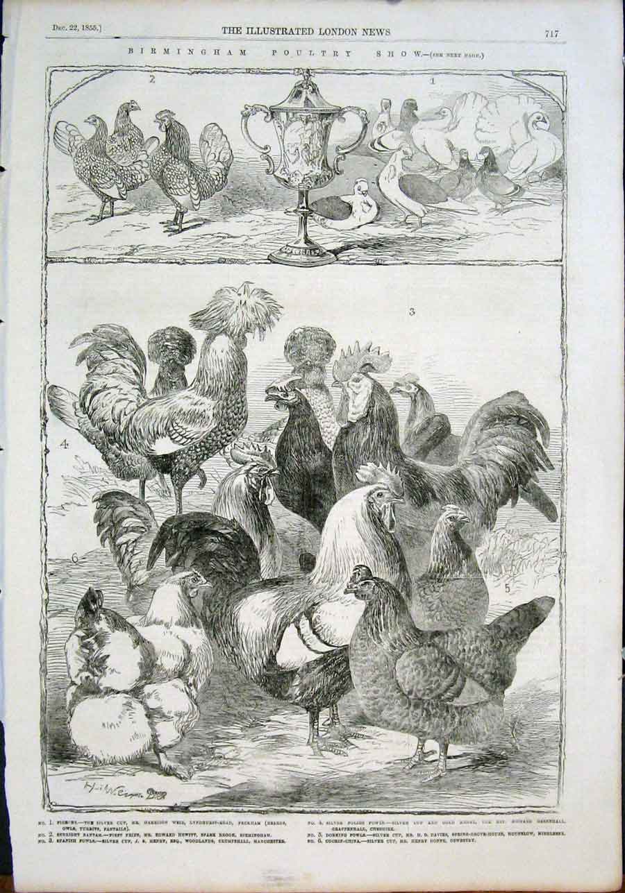 Original Old Antique Print Birmingham Poultry Show Chickens Pigeons 1855 19th