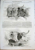 Original Old Antique Print Smithfield Cattle Scotch Devons Short Horns Herefords