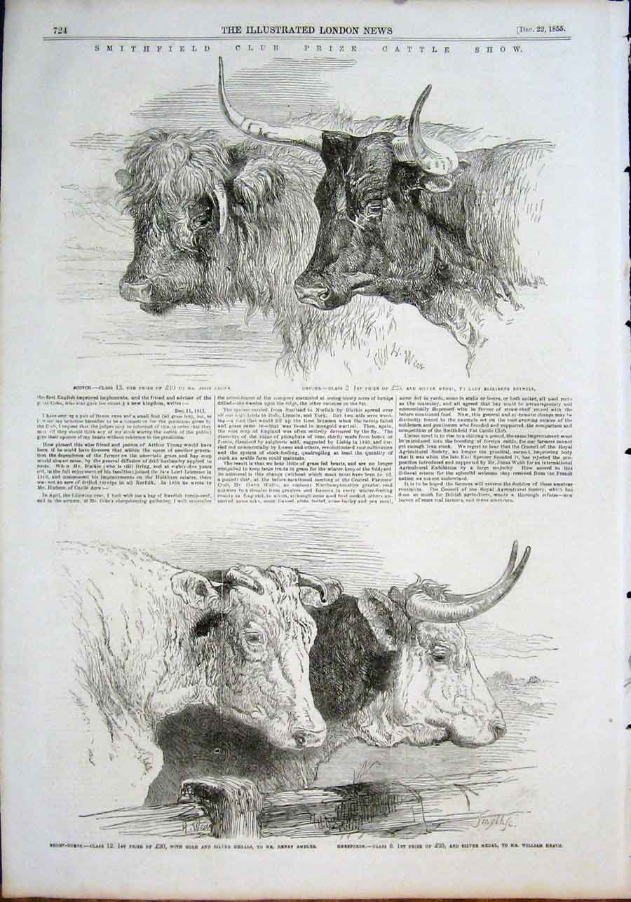 Original Old Antique Print Smithfield Cattle Scotch Devons Short Horns Herefords