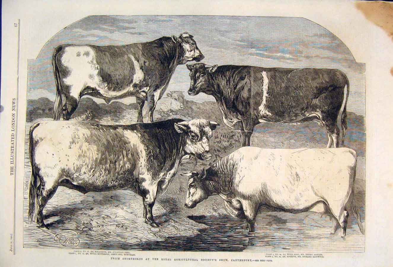 Original Old Antique Print Conterbury Royal Agricultural Show Cattle Cow 1860