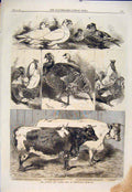 Original Old Antique Print Poultry Cattle Show Birmingham Cow Turkey 1860 19th