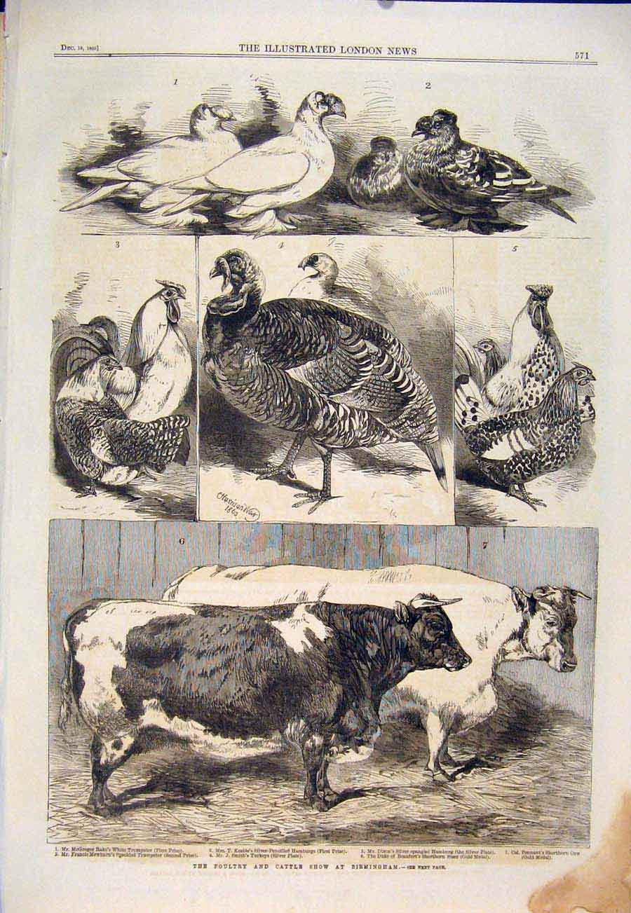 Original Old Antique Print Poultry Cattle Show Birmingham Cow Turkey 1860 19th