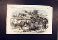 Old Antique Print Dwarf African Ponies Cows Sheep Crystal Palace Pony Cow
