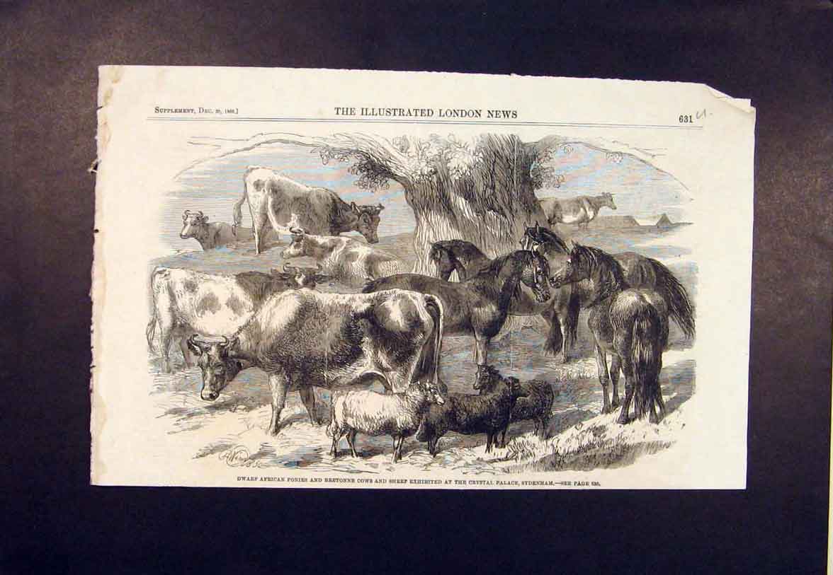 Old Antique Print Dwarf African Ponies Cows Sheep Crystal Palace Pony Cow