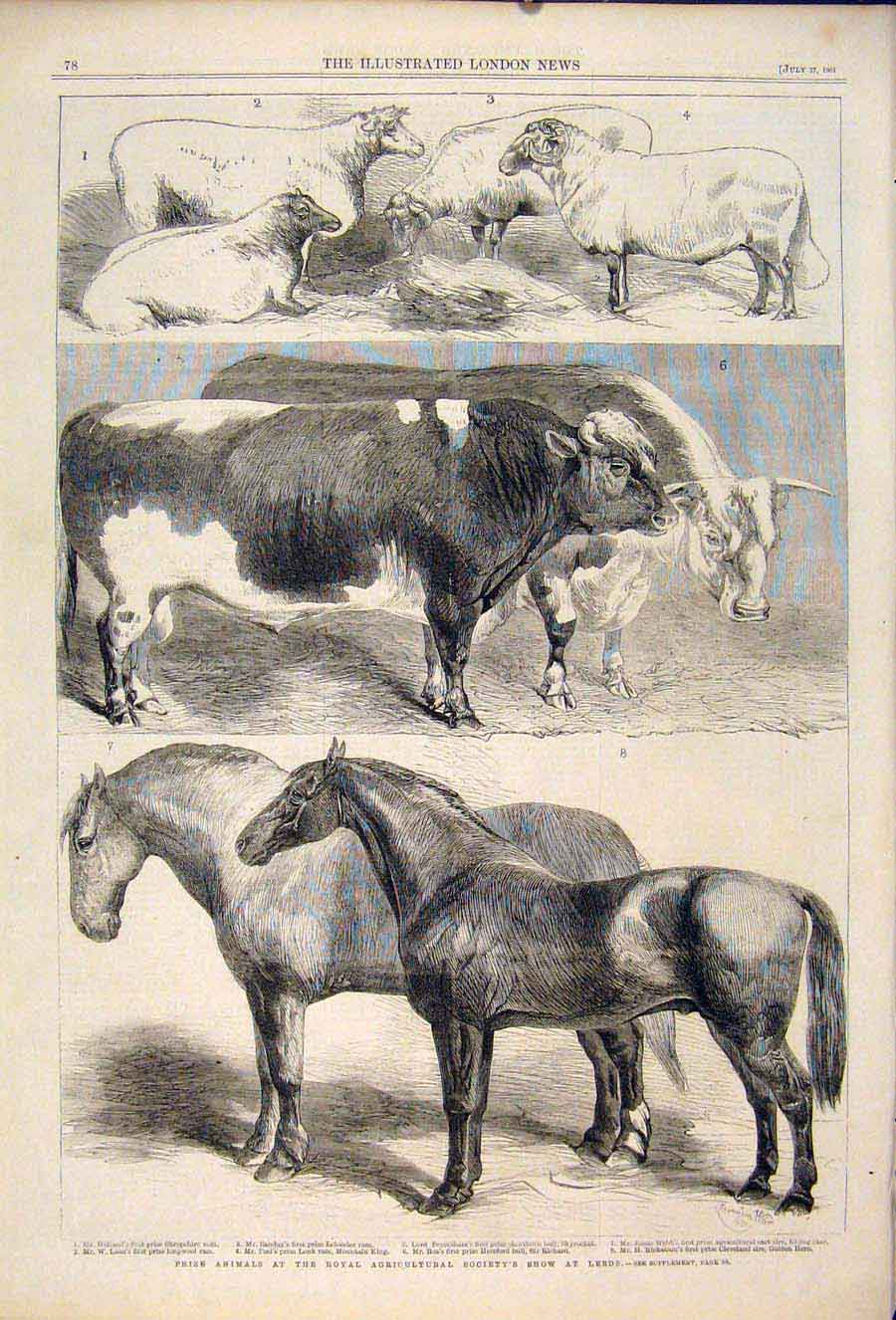Original Old Antique Print Royal Agricultural Show Leeds Horse Cattle Sheep 1861