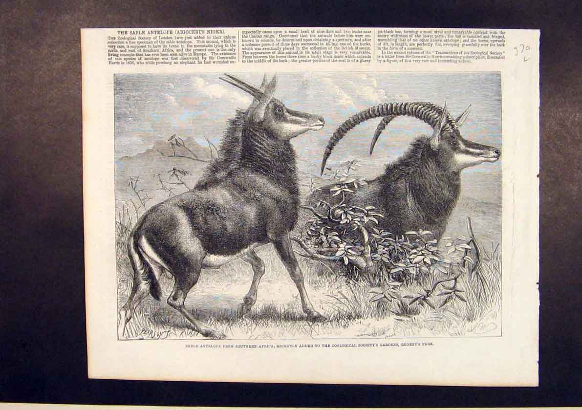 Original Old Antique Print Sable Antelope Africa Zoo Regent'S Park London 1861