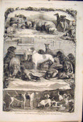 Original Old Antique Print Dog Dogs Hounds Sporting Holborn Animals Exhibition