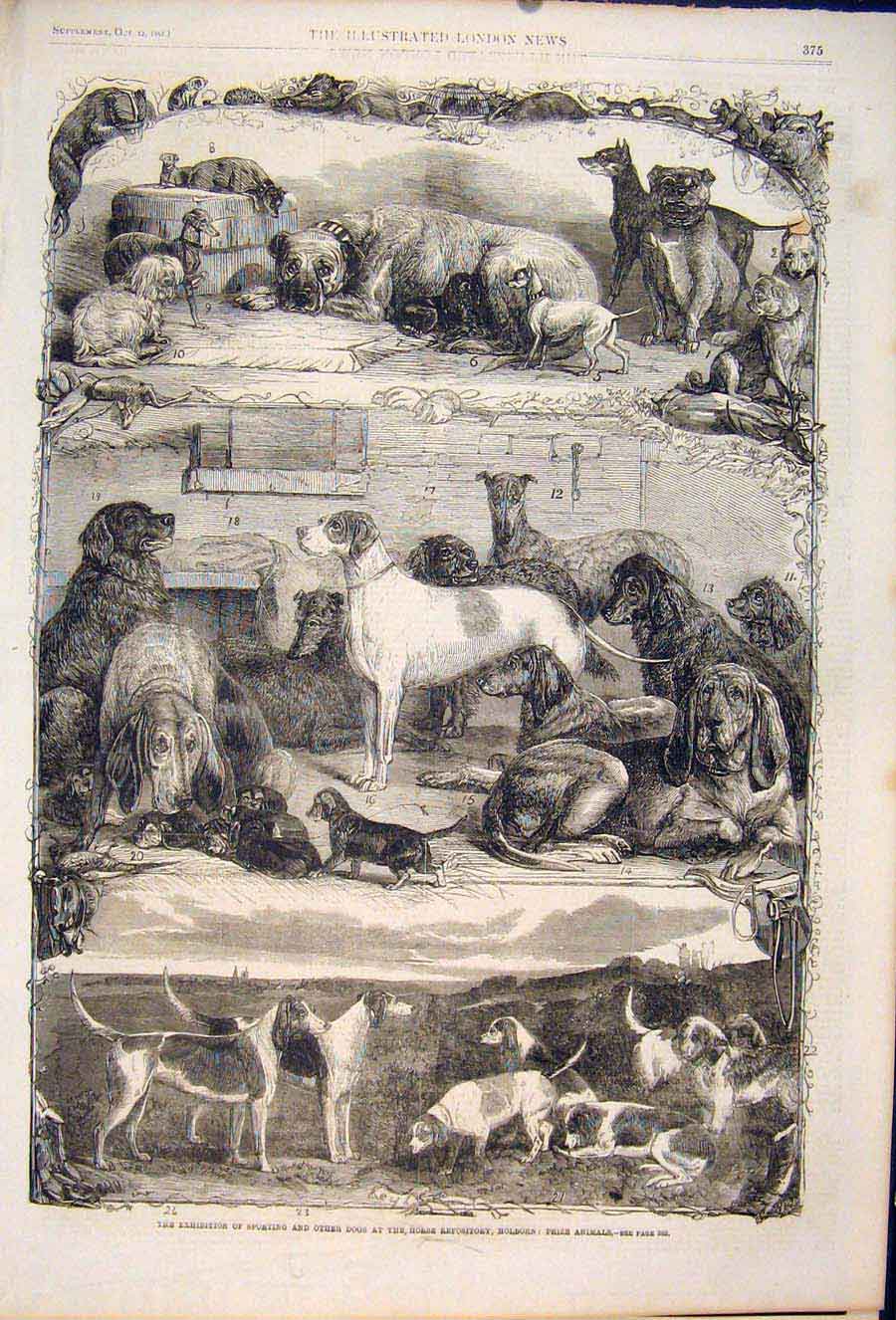 Original Old Antique Print Dog Dogs Hounds Sporting Holborn Animals Exhibition