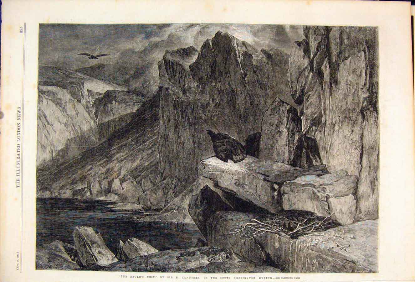 Old Antique Print Eagle'S Nest Landseer Kensington Museum Bird Birds 1861 19th