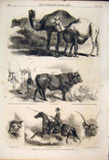Original Old Antique Print Animals Florence Exhibition Italy Camels Cattle Horse