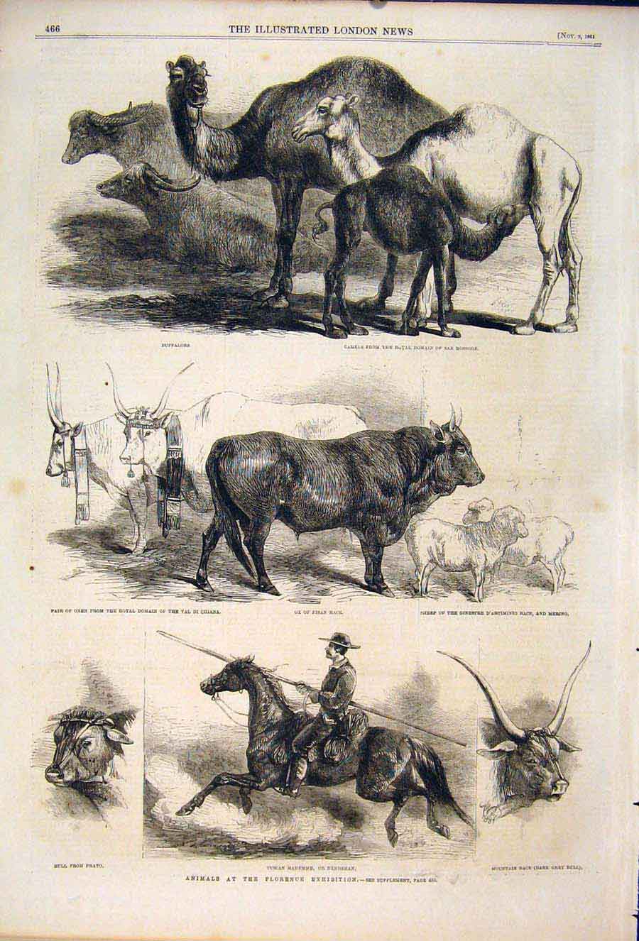 Original Old Antique Print Animals Florence Exhibition Italy Camels Cattle Horse
