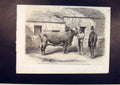 Original Old Antique Print Captain Gunter Duchess Cow Royal Agricultural Leeds