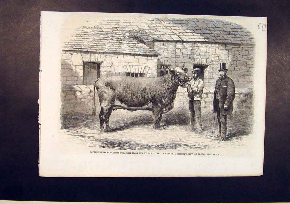 Original Old Antique Print Captain Gunter Duchess Cow Royal Agricultural Leeds