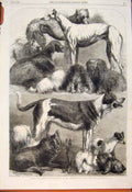 Old Antique Print Islington Prize Dogs Agricultural Hall Exhibition 1862 19th