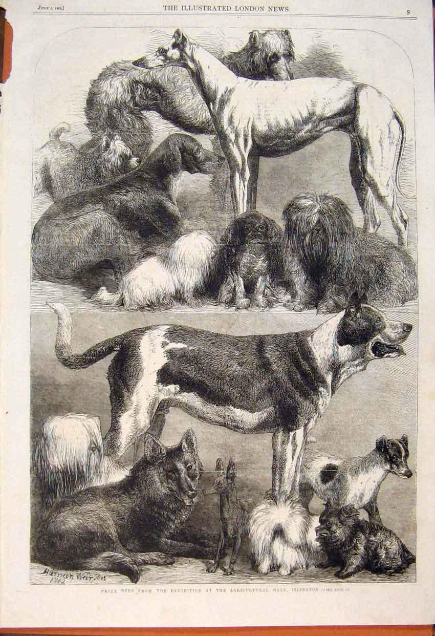 Old Antique Print Islington Prize Dogs Agricultural Hall Exhibition 1862 19th