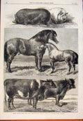 Old Antique Print Animals Royal Agricultural Show Battersea Cow Horse Pig